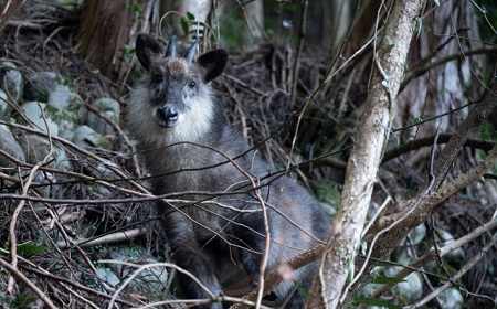 GPSがなければ絶滅危惧種はこのまま消滅！？